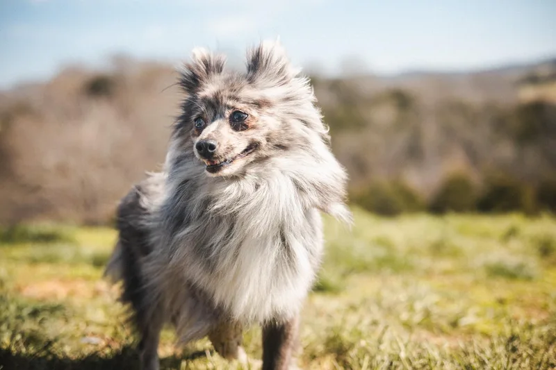 Lidietransport thumbnail 5