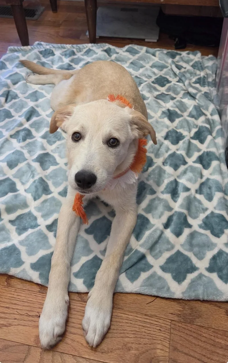 A baby medium-sized female Labrador Retriever dog named Stormy for adoption in Herculaneum, MO