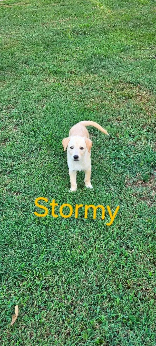 Stormy thumbnail 2