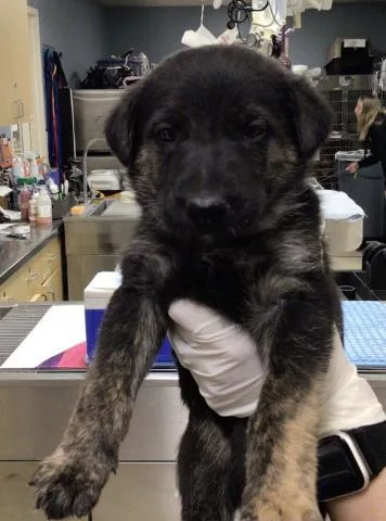 A young small-sized male Shepherd dog named Max for adoption in Riverside, CA