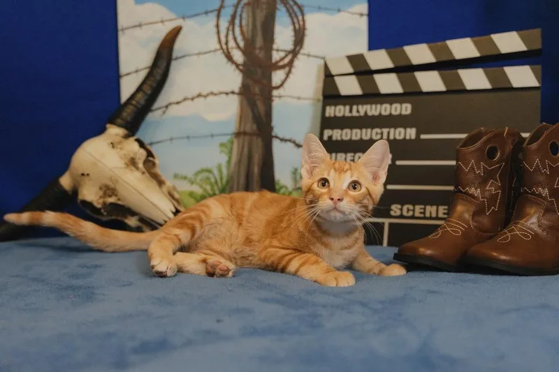 A baby medium-sized male Domestic Short Hair cat named Redford for adoption in Roanoke, TX