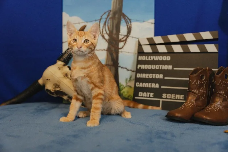 Redford thumbnail 3