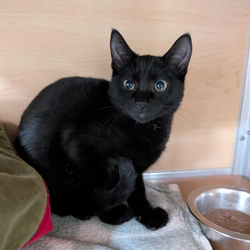 A baby small-sized male Black Domestic Short Hair cat named Skeletor for adoption in Brookfield, WI