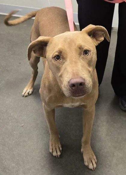 Kahlua