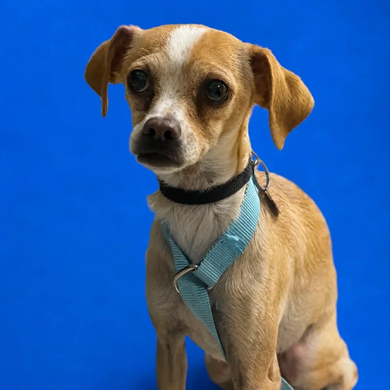 An adult small-sized female Yellow / Tan / Blond / Fawn Chihuahua dog named Sunset for adoption in Riverside, CA