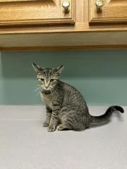 A young medium-sized female Domestic Short Hair cat named Lauren for adoption in Chillicothe, OH