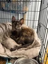 A young medium-sized female Tortoiseshell Domestic Short Hair cat named Payton for adoption in Manitowoc, WI