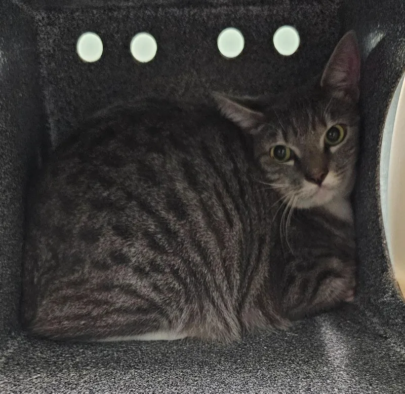 A young medium-sized male Domestic Short Hair cat named Wanderer for adoption in Athens, TN