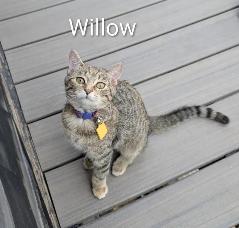 Willow thumbnail 3