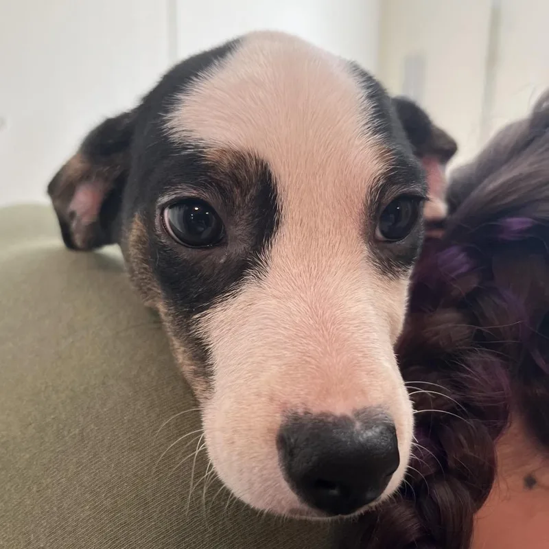 A baby medium-sized male White / Cream Terrier dog named Butterball for adoption in Saugerties, NY
