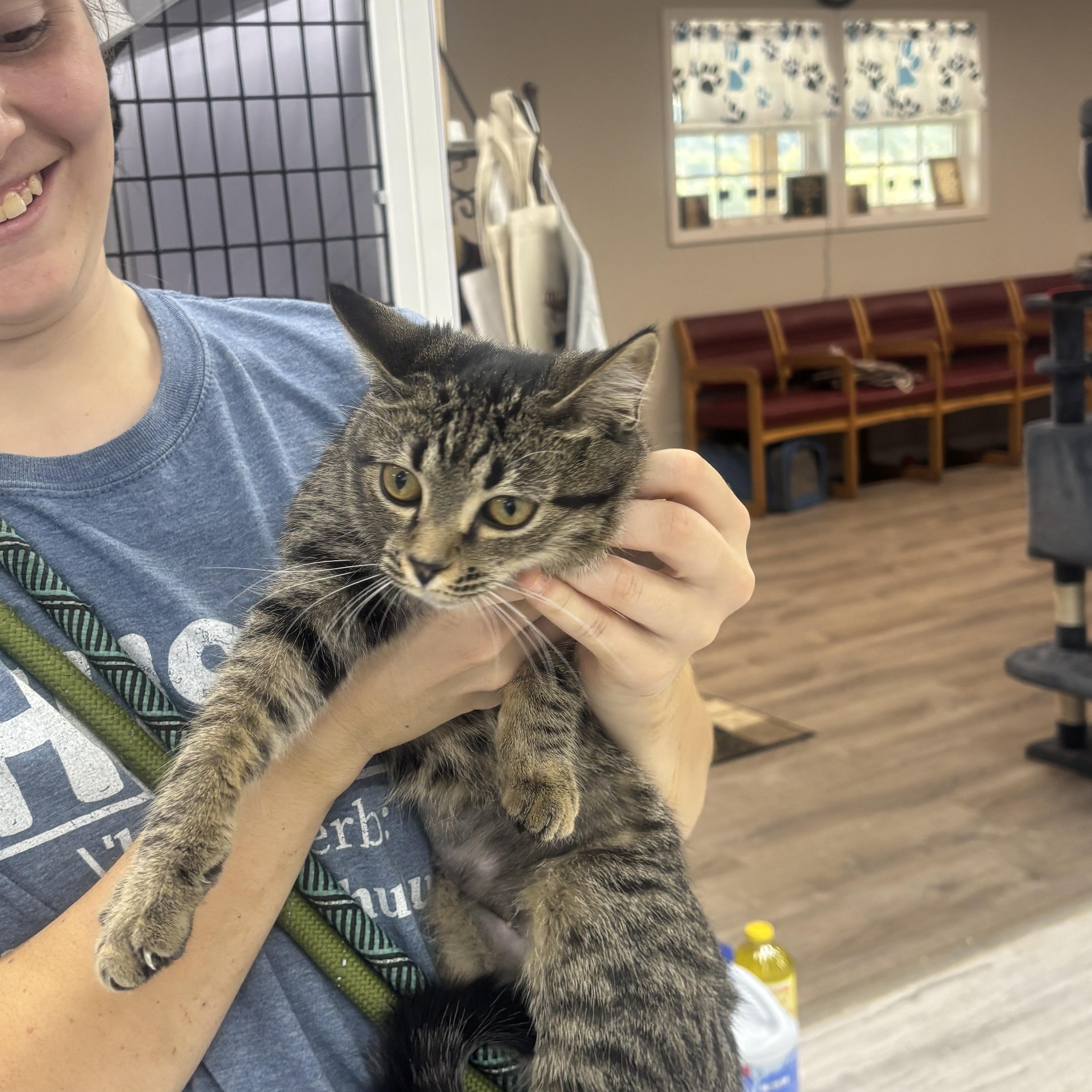A young small-sized female Domestic Short Hair cat named Sage for adoption in Rogersville, TN