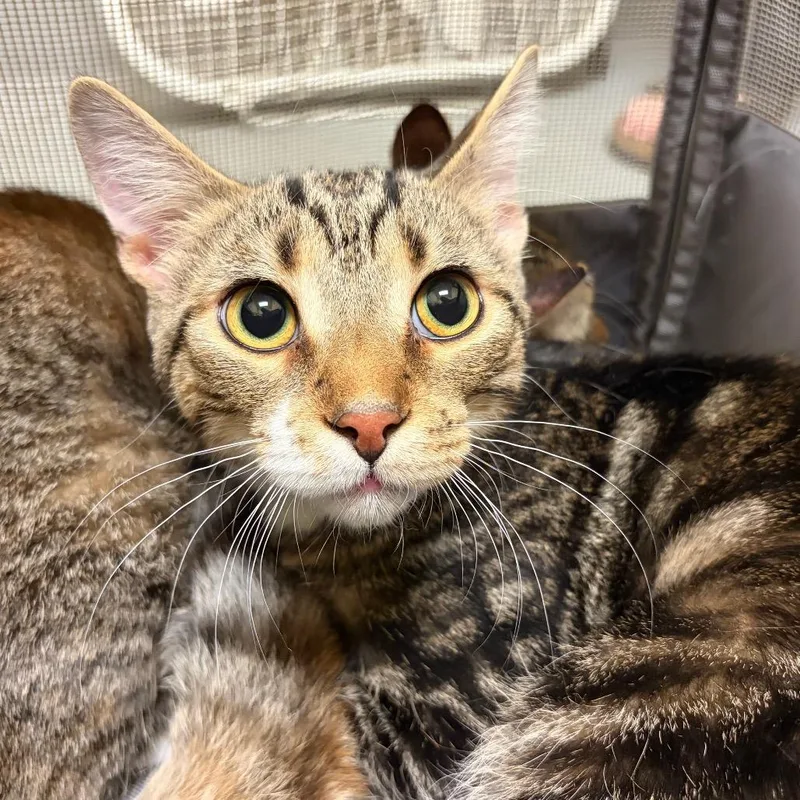 A young medium-sized male Torbie Domestic Short Hair cat named Boo Berry for adoption in Charlottesville, VA