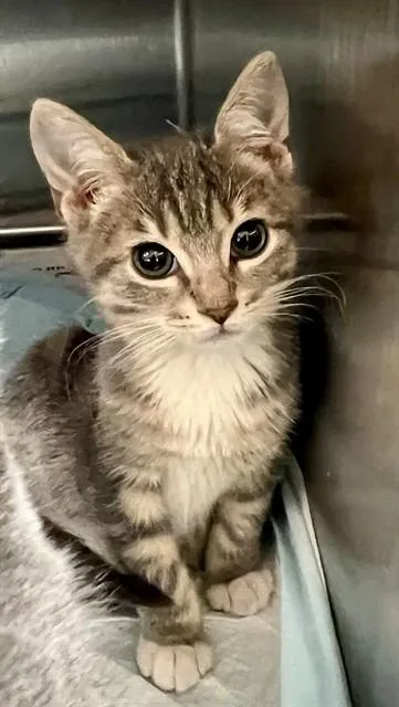 A baby medium-sized male Domestic Short Hair cat named Ash for adoption in Houston, TX