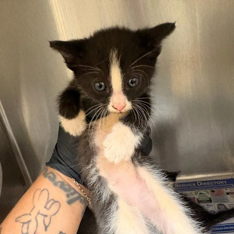 A baby small-sized female Black Domestic Short Hair cat named Star for adoption in Mocksville, NC