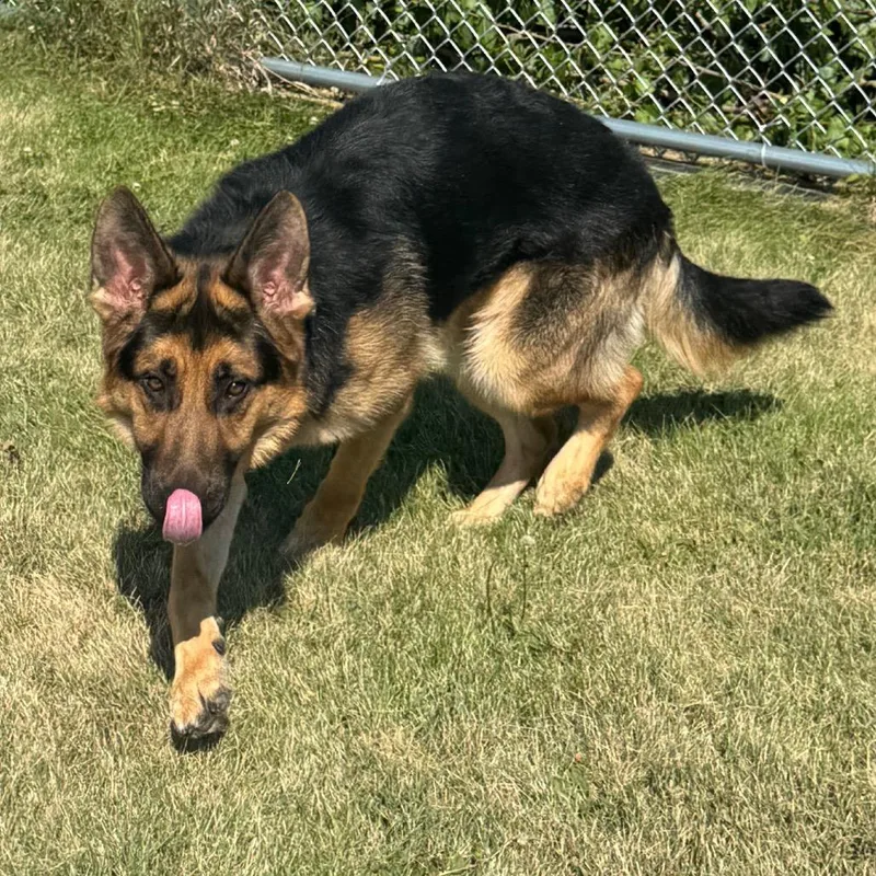 Cosmo