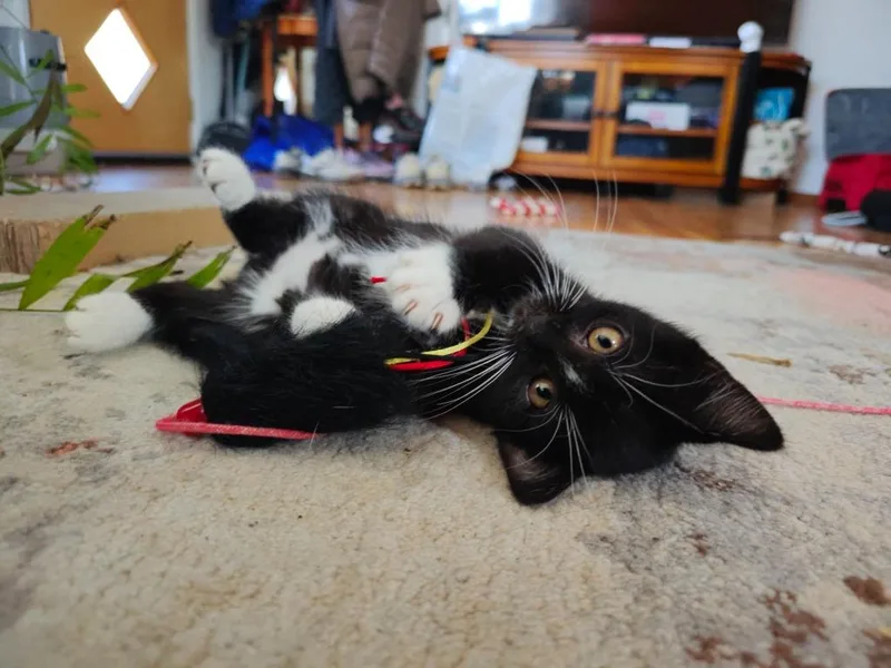 A baby medium-sized male Domestic Short Hair cat named Benji for adoption in Shoreline, WA