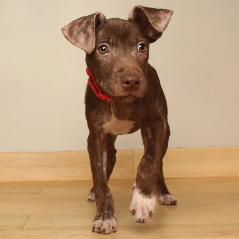 A baby medium-sized male Brown / Chocolate Pit Bull Terrier dog named Strong Steve D for adoption in Minnetonka, MN