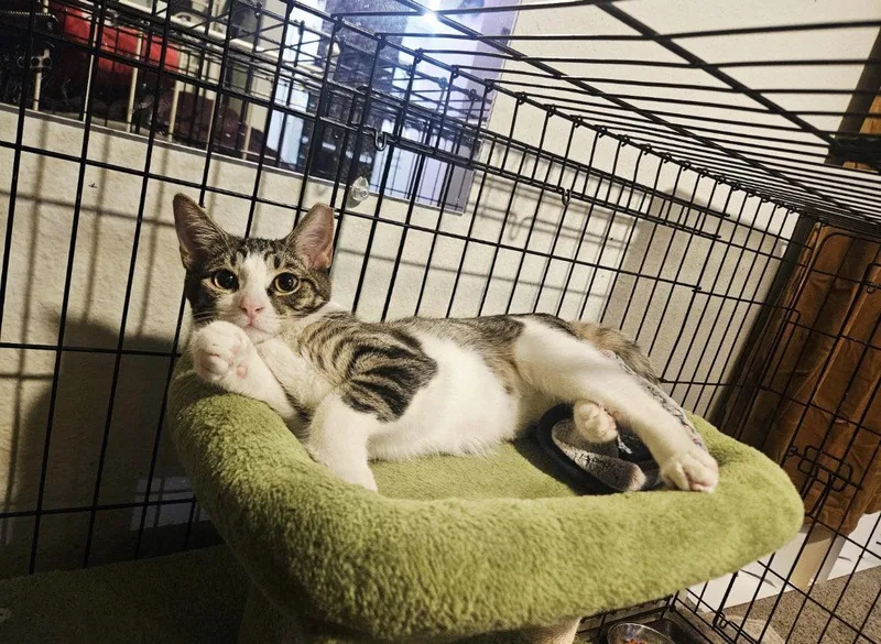 A baby medium-sized female Tabby cat named Sora for adoption in Glendale, AZ