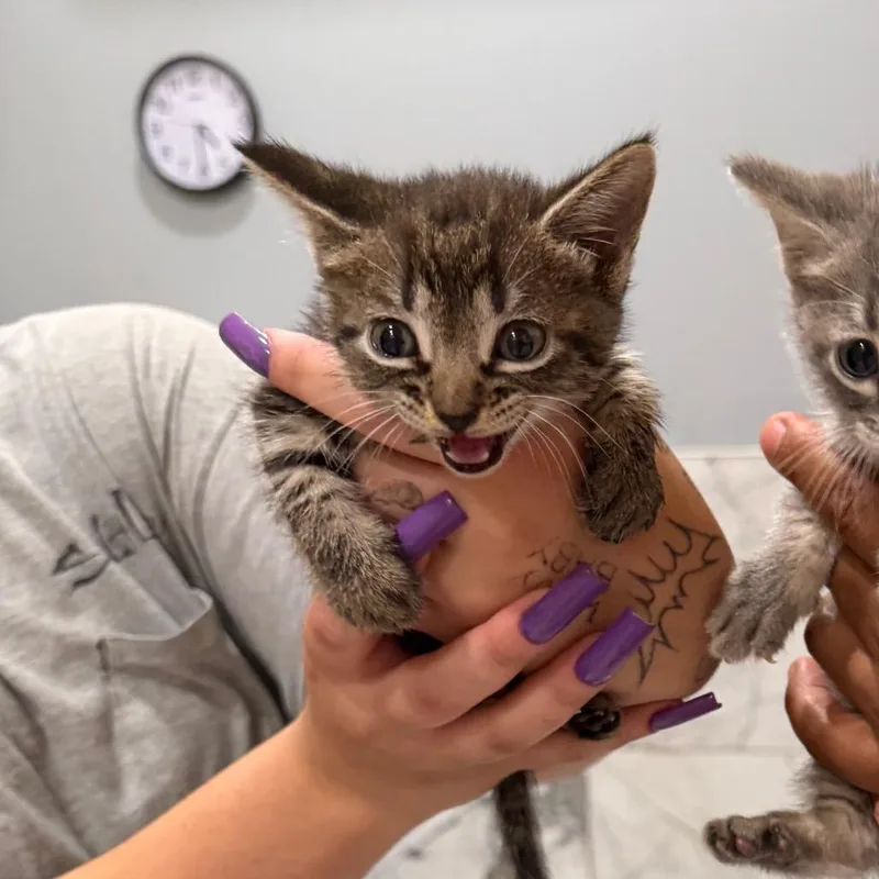 A baby small-sized female Gray / Blue / Silver Domestic Medium Hair cat named Cutie for adoption in Wellington, FL