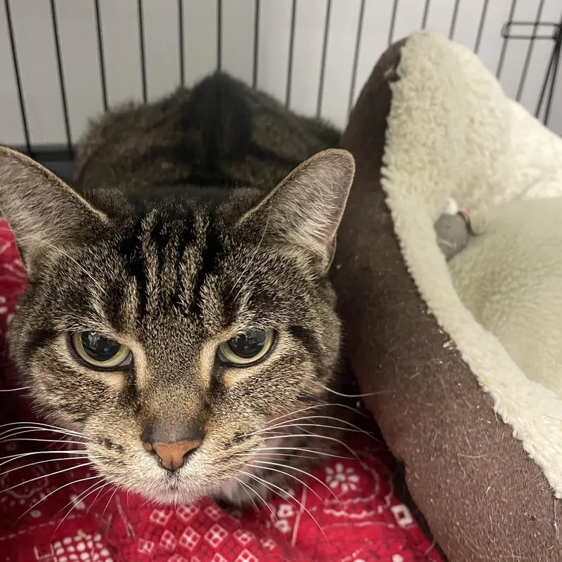 A senior small-sized female Brown / Chocolate Domestic Short Hair cat named Tabitha for adoption in Georgetown, KY