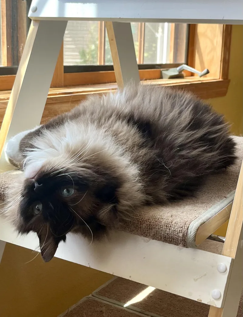 A young medium-sized female Seal Point Ragdoll cat named Brie for adoption in valparaiso, IN