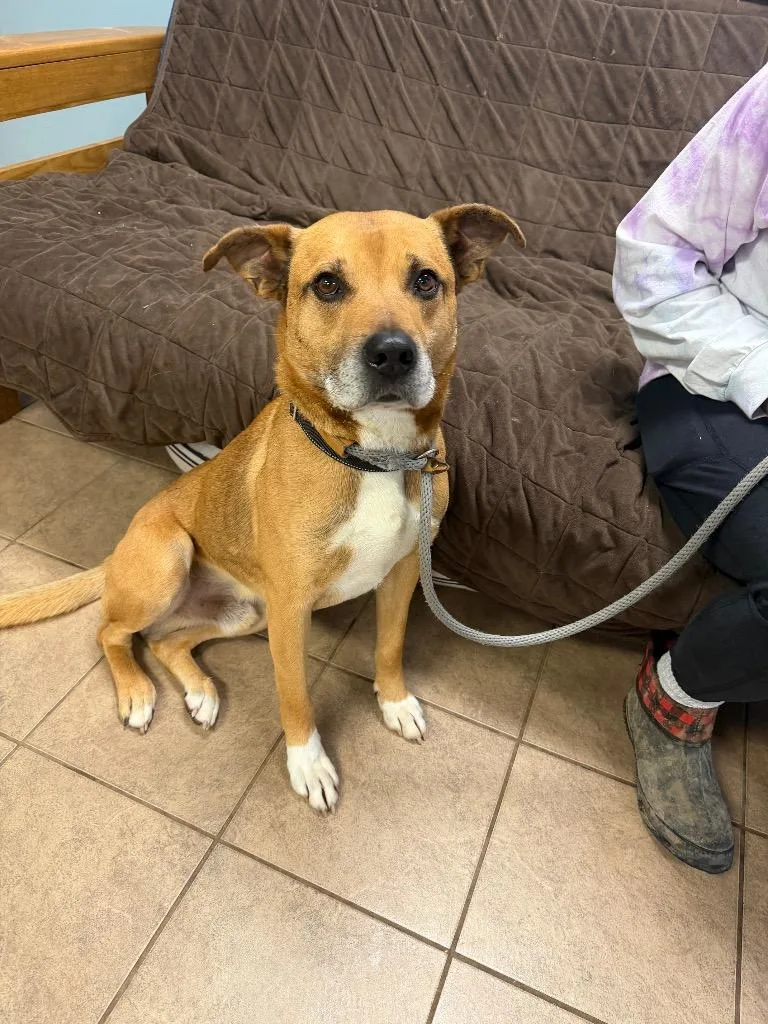 An adult medium-sized male Mixed Breed dog named Mikiyah for adoption in Marion, OH