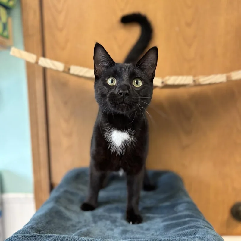 A young medium-sized male Black Domestic Short Hair cat named Timon for adoption in Fargo, ND