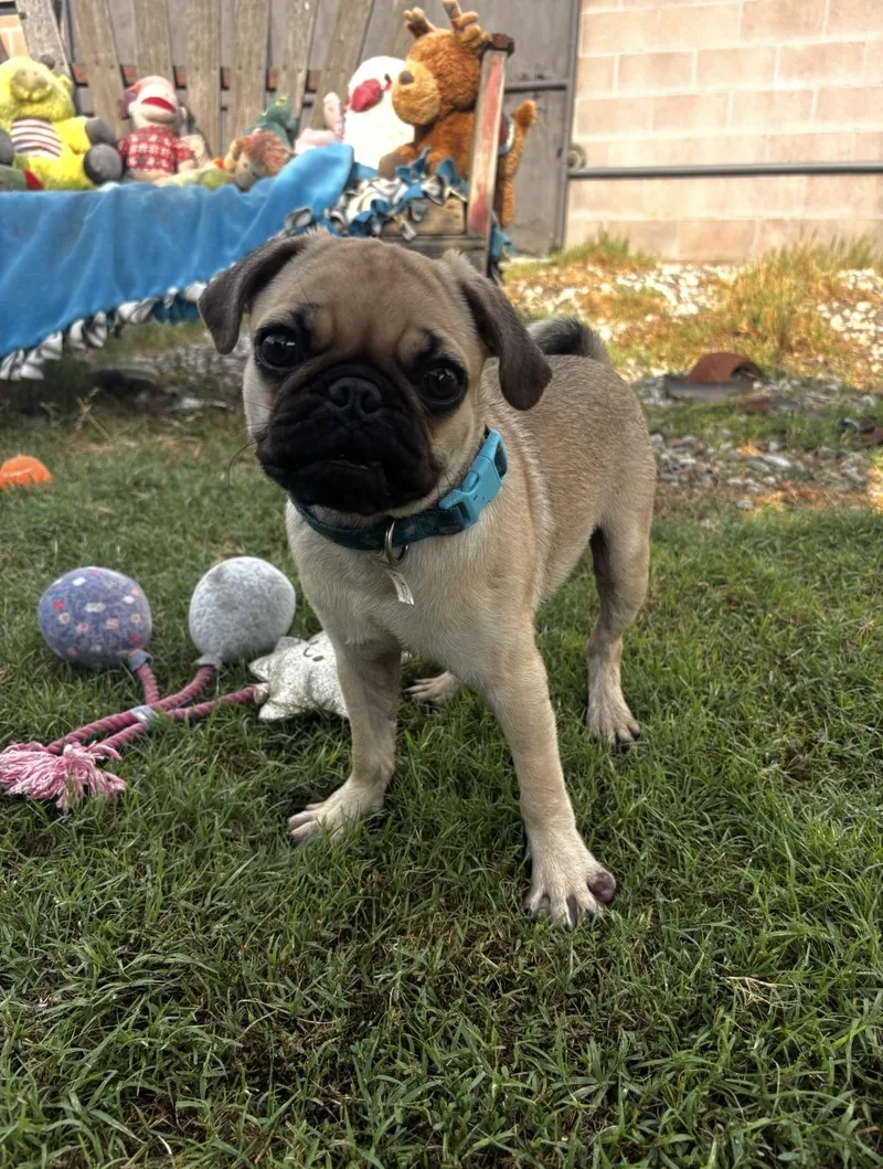 Theo The Darling