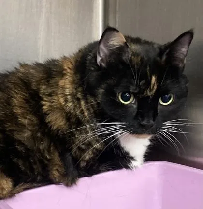An adult large-sized female Domestic Long Hair cat named Carmel for adoption in Cincinnati, OH
