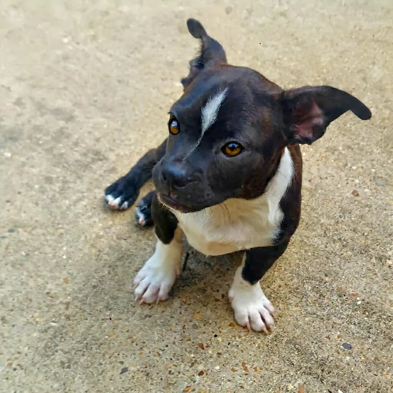 A baby medium-sized male Boston Terrier dog named Freddie Footsie for adoption in Wakefield, RI