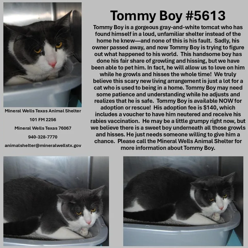 A young medium-sized male Domestic Short Hair cat named Tommy boy for adoption in Mineral Wells, TX