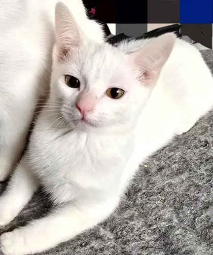 A young small-sized female Domestic Short Hair cat named Anya for adoption in Encinitas, CA