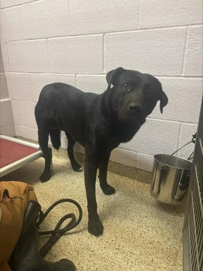 An adult medium-sized male Labrador Retriever dog named Sinco for adoption in Conway, AR