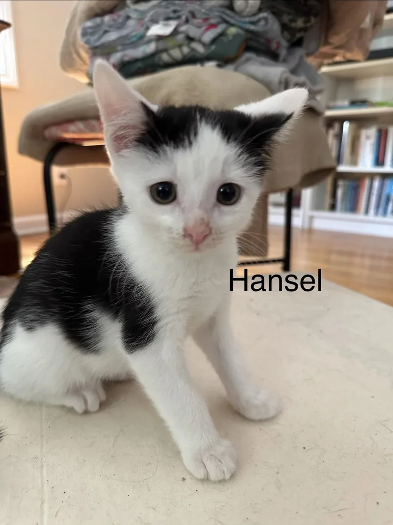 A baby medium-sized male Black & White / Tuxedo Domestic Short Hair cat named Hansel for adoption in Naugatuck, CT