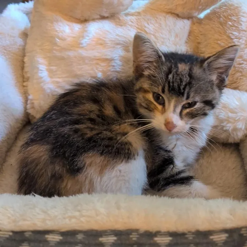 A baby small-sized female Calico Domestic Short Hair cat named Found Oak Hills Dr for adoption in Rochester, MN