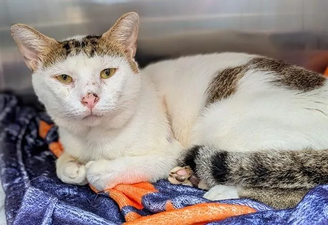 An adult large-sized male Domestic Short Hair cat named Akon for adoption in Fort Lauderdale, FL