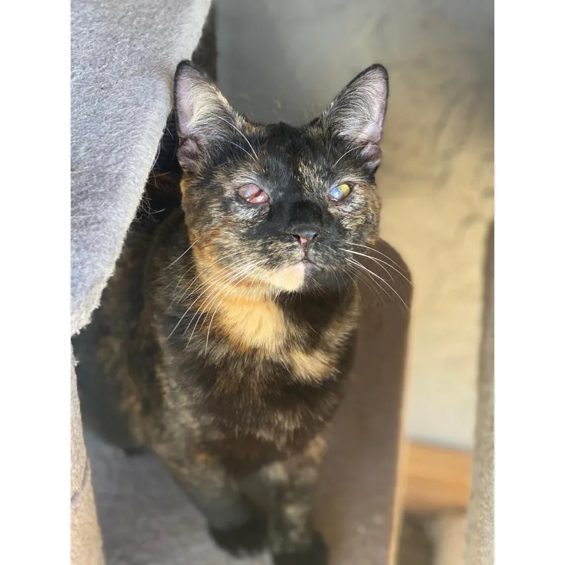 A young medium-sized female Tortoiseshell Tortoiseshell cat named Hazel for adoption in Morgan Hill, CA