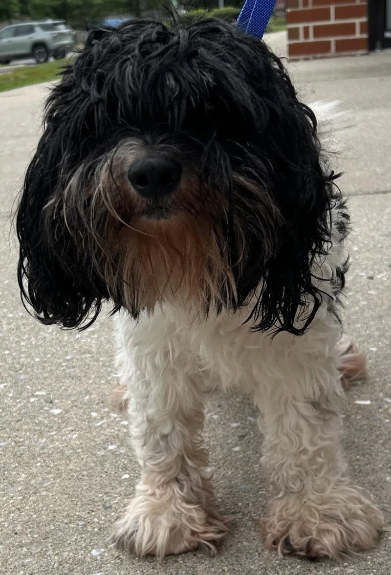 An adult medium-sized male Cockapoo dog named McFlurry for adoption in Westminster, MD