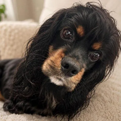 A baby small-sized female Yellow / Tan / Blond / Fawn Cavalier King Charles Spaniel dog named MoMo for adoption in Sanford, NC