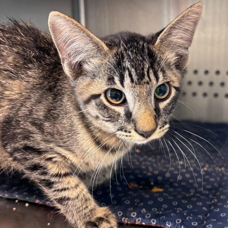 A baby small-sized male Black Domestic Short Hair cat named Seashell for adoption in Norman, OK