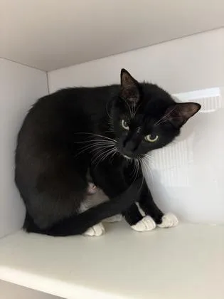 An adult small-sized female Domestic Short Hair cat named Panda for adoption in Beatrice, NE