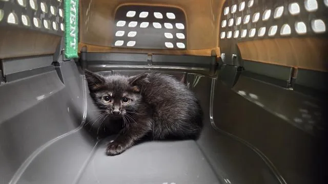 A baby small-sized female Domestic Medium Hair cat named Boo for adoption in Omaha, NE