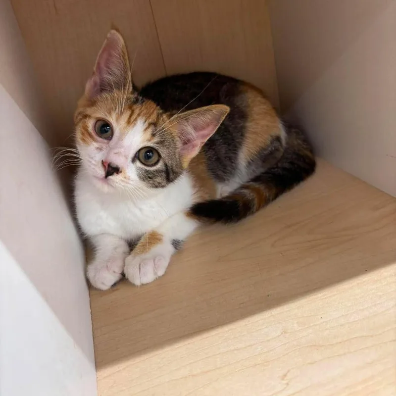 A baby small-sized female Calico Domestic Short Hair cat named Alley for adoption in Jarrettsville, MD