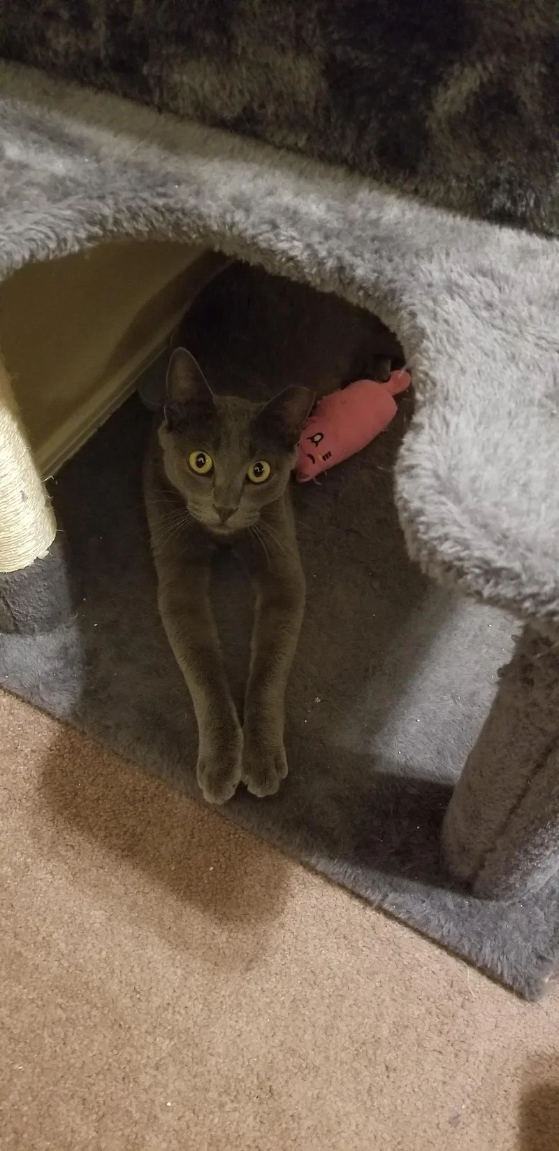 An adult medium-sized male Gray / Blue / Silver American Shorthair cat named Otis for adoption in Glendale, AZ