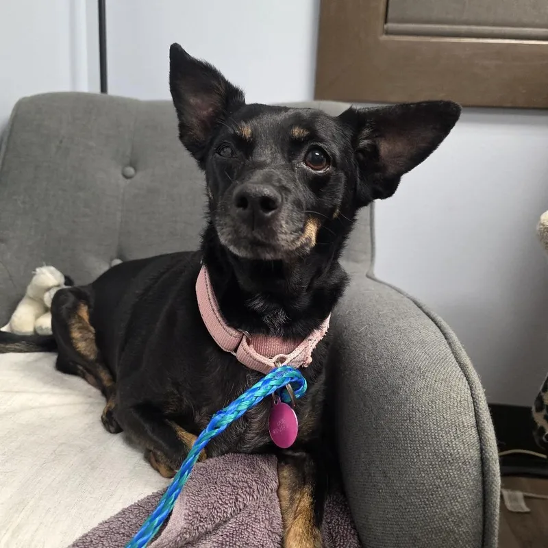 A senior small-sized female Black Miniature Pinscher dog named Emma for adoption in Durango, CO