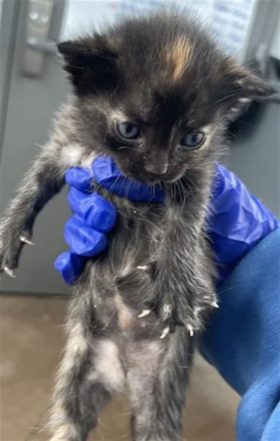 A baby medium-sized female Domestic Short Hair cat named Indy for adoption in Dallas, TX