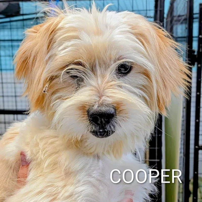 A young small-sized male Shih Tzu dog named Cooper for adoption in St. George, UT
