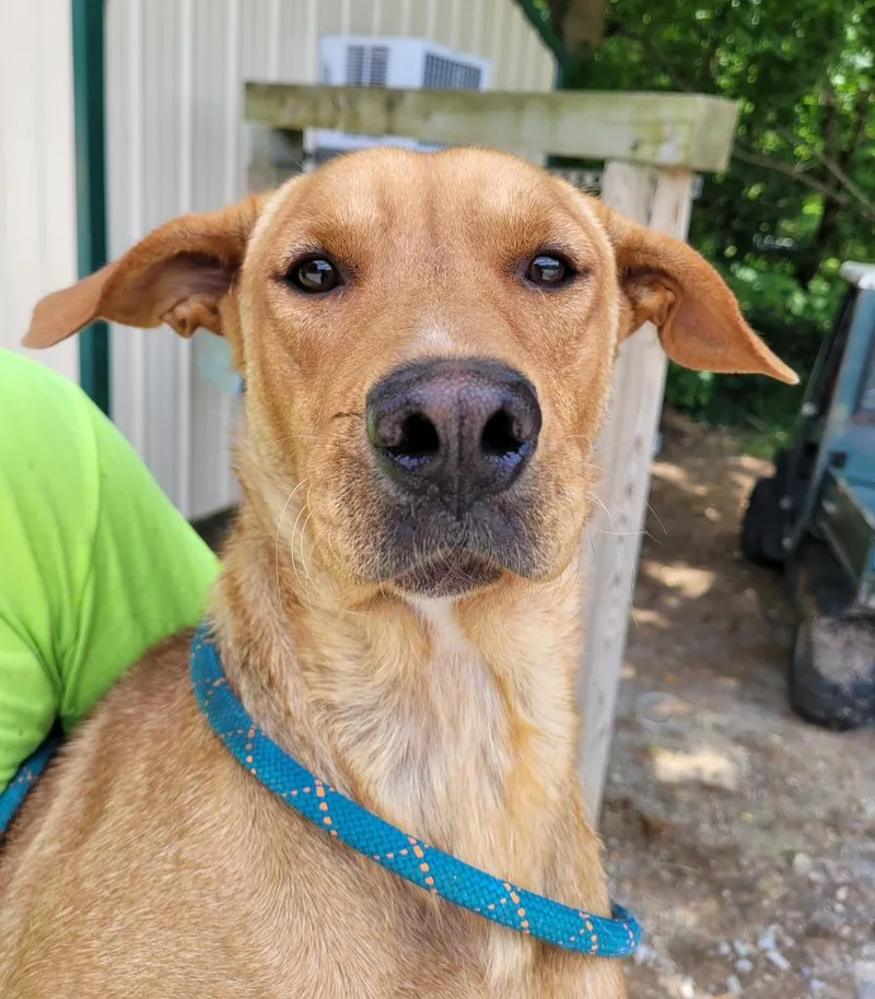 A young large-sized female Mixed Breed dog named Mae Mae for adoption in Lawrenceburg, TN