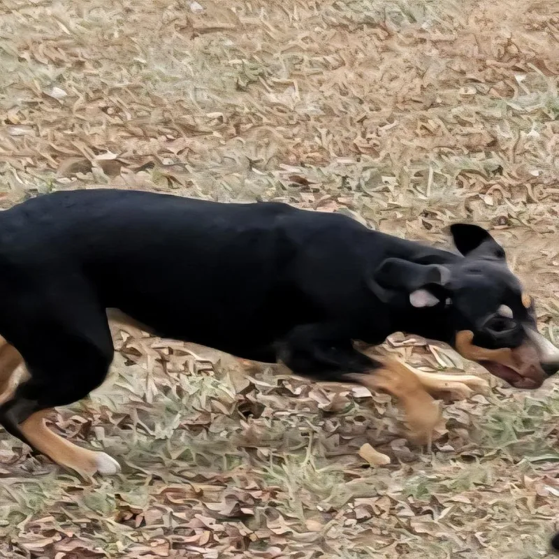 Hazel  Fee Sponsored thumbnail 2