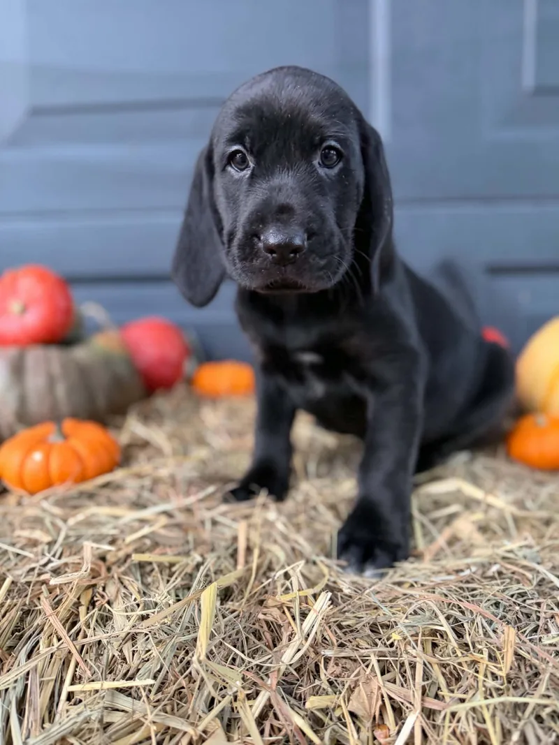 A baby large-sized male Black and Tan Coonhound dog named Talon for adoption in Dysart, IA